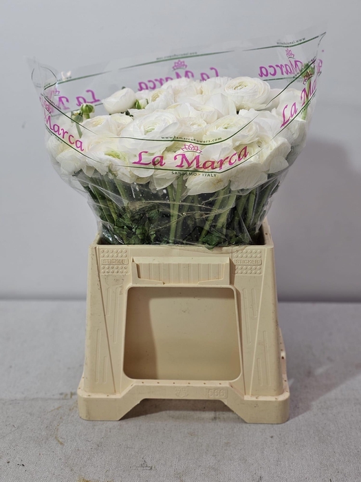 <h4>RAN CLONI EXTRA WHITE</h4>