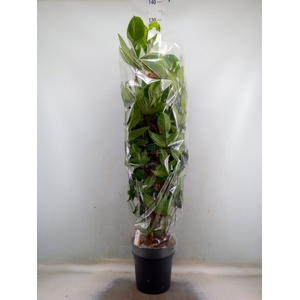 Philodendron pedatum