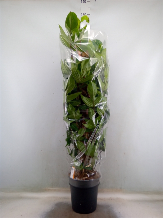 <h4>Philodendron pedatum</h4>