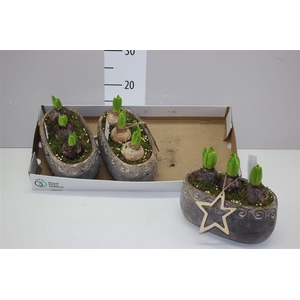 Arr Hyacinth White 3pp In Betonpot Ovaal