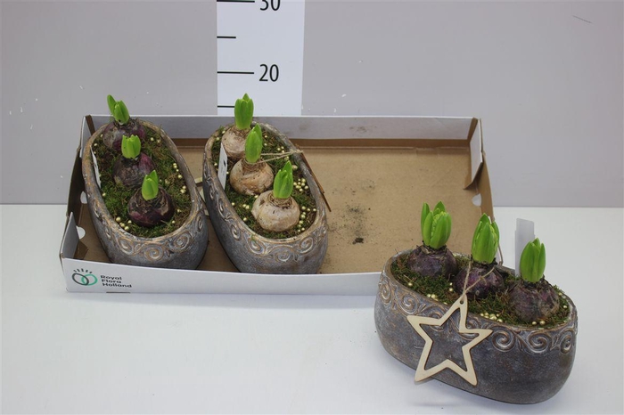 <h4>Arr Hyacinth White 3pp In Betonpot Ovaal</h4>