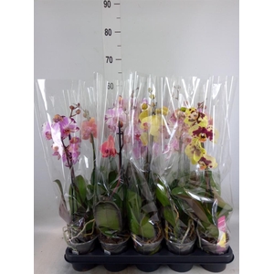 Phalaenopsis   ...mix