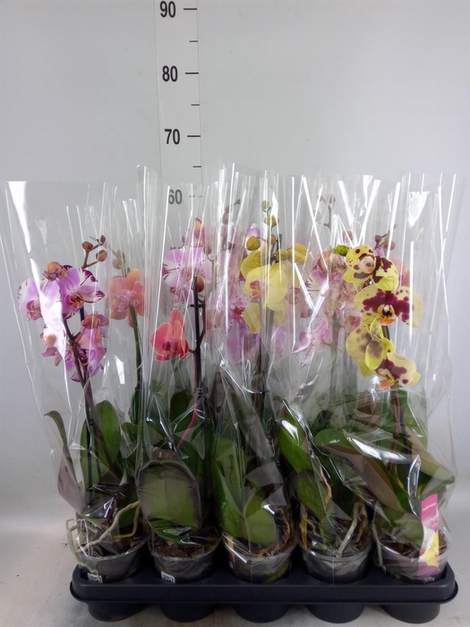 <h4>Phalaenopsis   ...mix</h4>