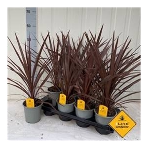 Cordyline aus. Red Star