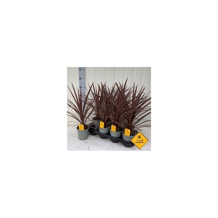 <h4>Cordyline aus. Red Star</h4>