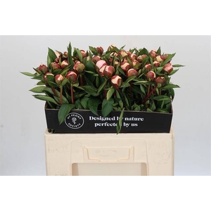 Paeonia immaculee