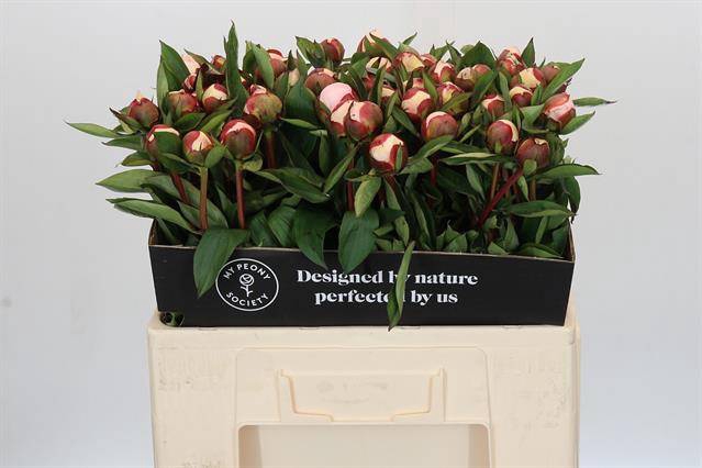 <h4>Paeonia immaculee</h4>