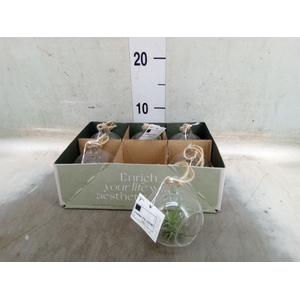 Arr.  Tillandsia L%