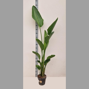 STRELITZIA NICOLAI