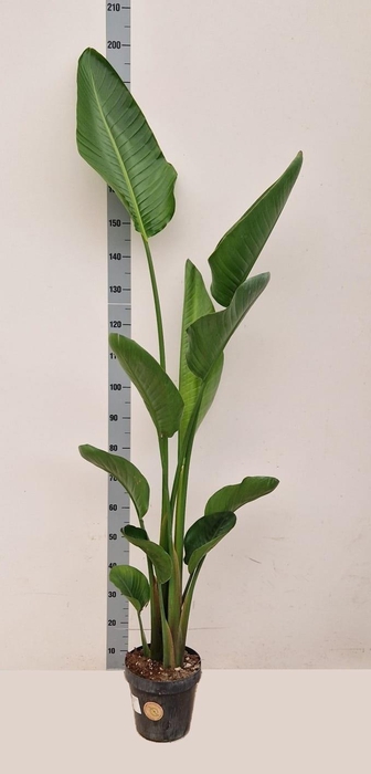 <h4>STRELITZIA NICOLAI</h4>