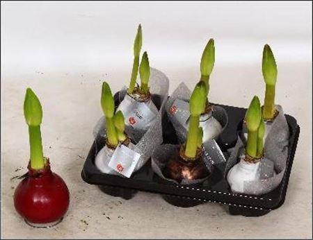 arr8 Hipp Wax Mixtray