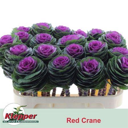 <h4>Brass Red Crane 70cm</h4>