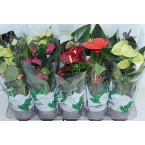 ANTHURIUM VARIADO P12