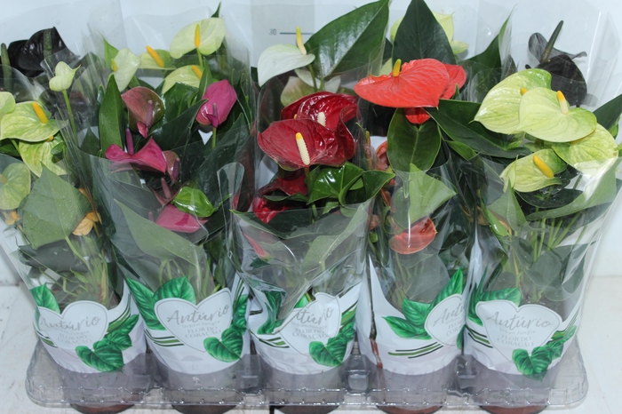 <h4>ANTHURIUM VARIADO P12</h4>