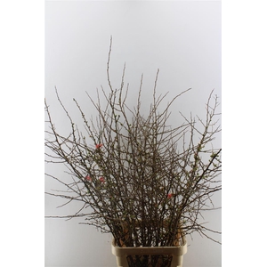 Chaenomeles Superba