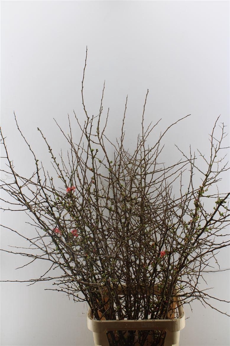 <h4>Chaenomeles Superba</h4>