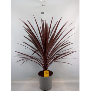 Cordyline austr. 'Red Star'