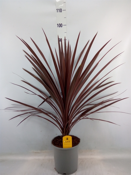 <h4>Cordyline austr. 'Red Star'</h4>