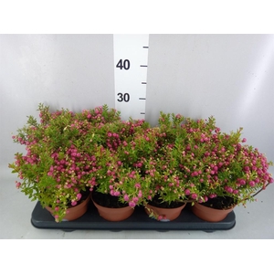 Gaultheria   ...rose berry