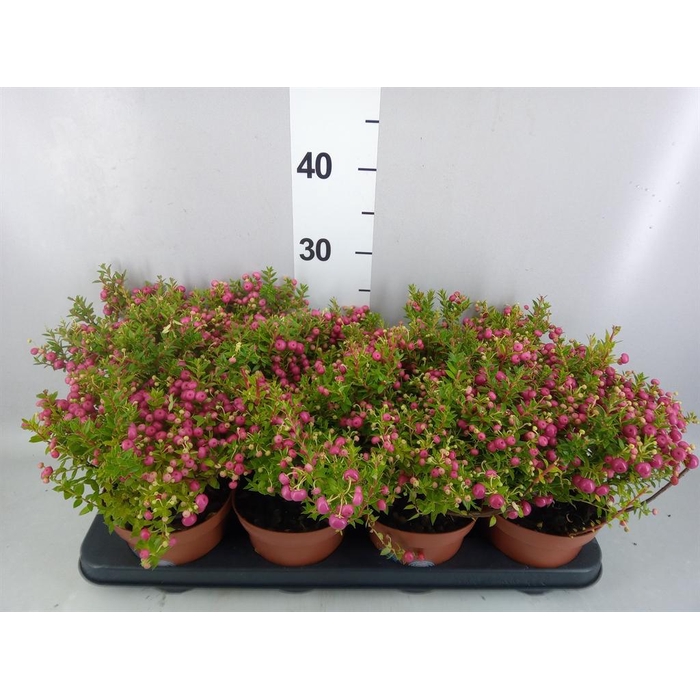 <h4>Gaultheria   ...rose berry</h4>