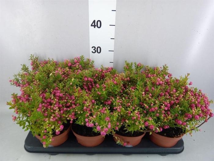 Gaultheria   ...rose berry