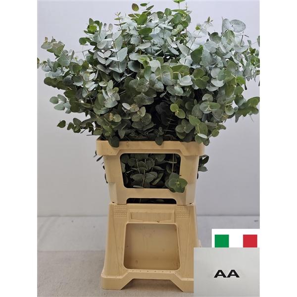 <h4>EUC CINEREA PER STEEL VERTAKT-IT-</h4>