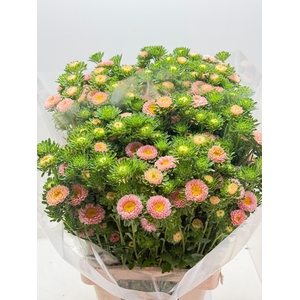 Calllis Mats Apricot