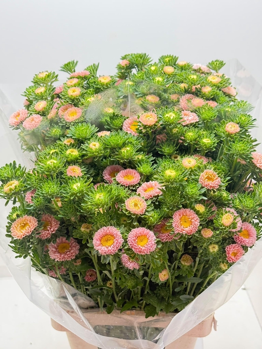 <h4>Calllis Mats Apricot</h4>