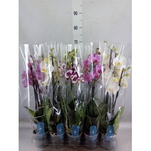 Phalaenopsis   ...mix  5