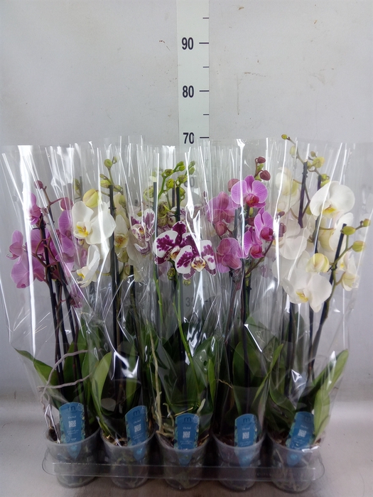 <h4>Phalaenopsis   ...mix  5</h4>