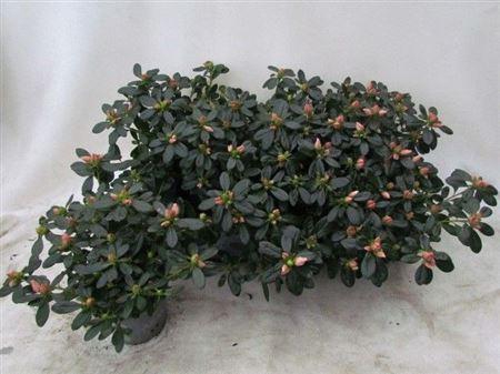 ** Rhodo Si Tosh London Spring Deal *