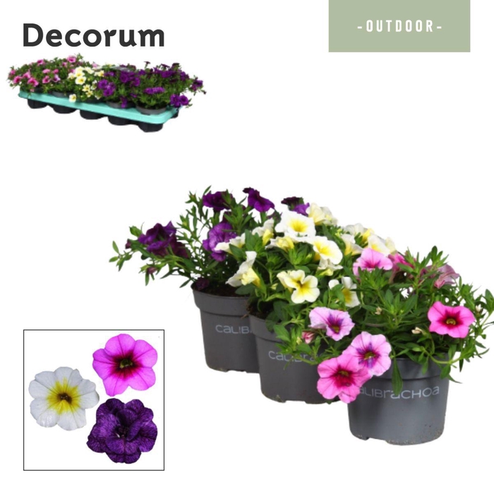 <h4>Calibrachoa - 10,5 cm - mix - Decorum</h4>