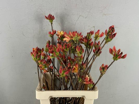 <h4>Rhodo. Dubbel Zalm</h4>