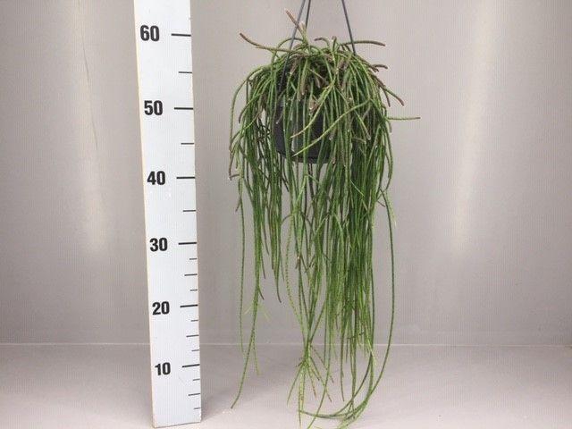 <h4>Rhipsalis puniceodiscus</h4>