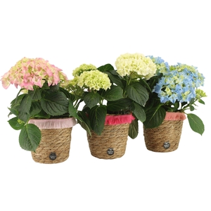 21842: Lovess arrangement