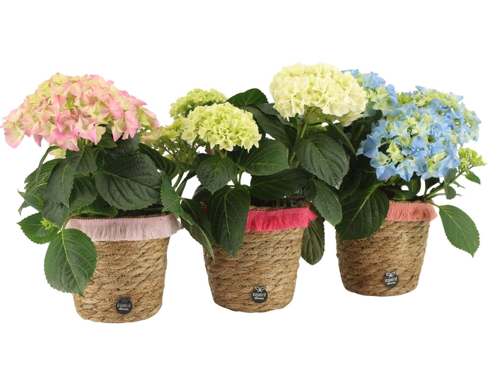 <h4>21842: Lovess arrangement</h4>