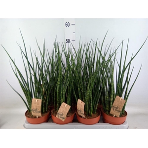 Sansevieria  'Fernwood'
