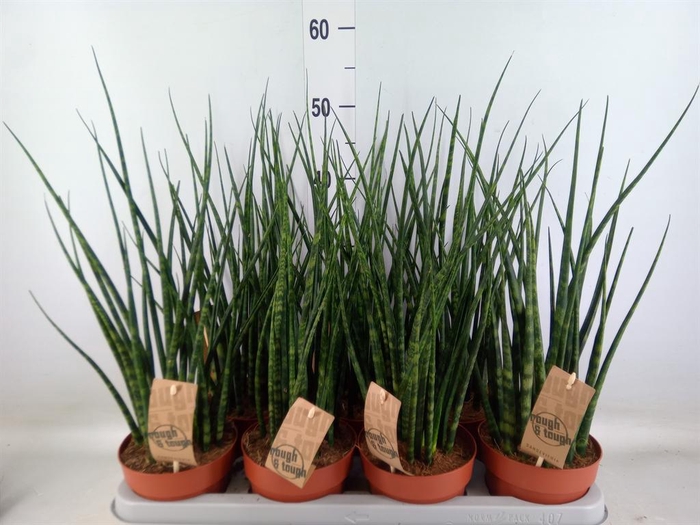 <h4>Sansevieria  'Fernwood'</h4>