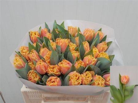 <h4>Tu Fr Brisbane</h4>