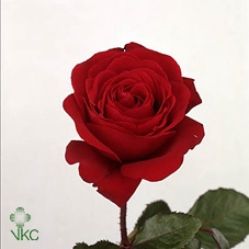 R GR RED QUEEN FREEL