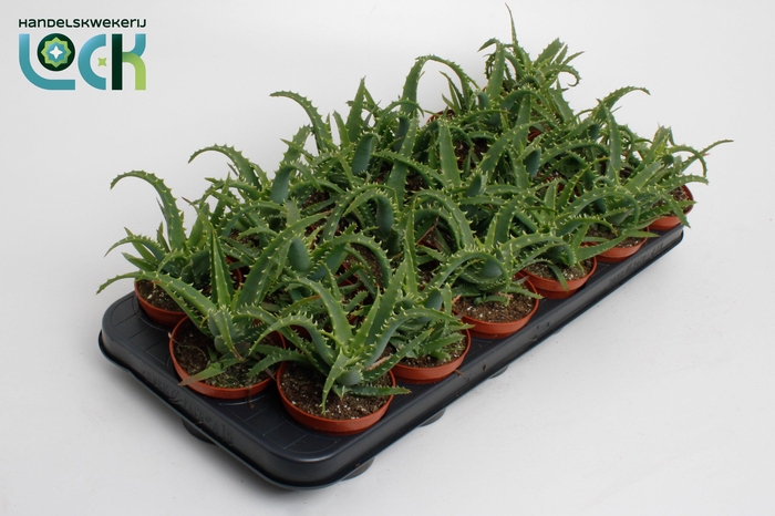 <h4>Aloe Arborencens</h4>