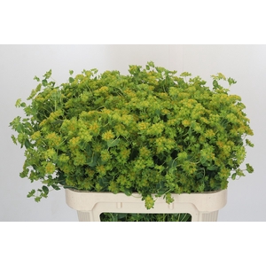 Bupleurum Griffithii