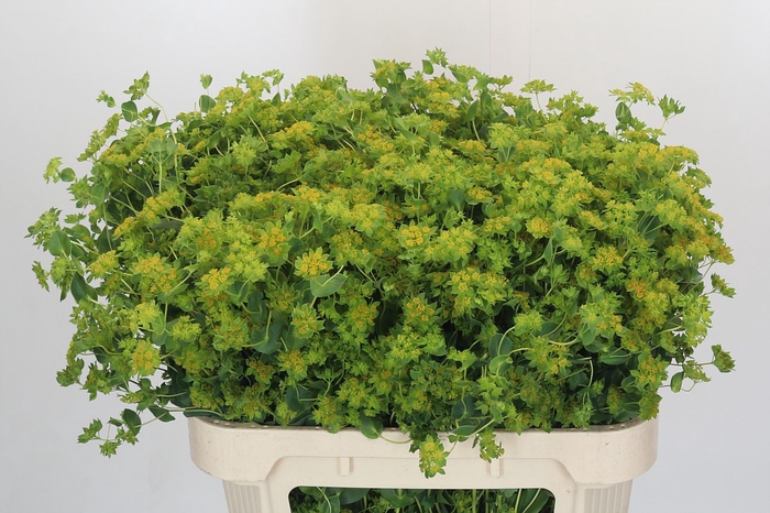 <h4>Bupleurum Griffithii</h4>