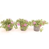 Calib Ca Light Pink