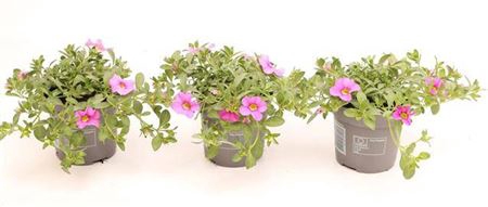 Calib Ca Light Pink