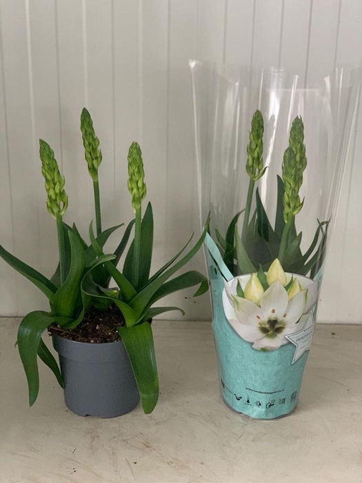 <h4>Ornithogalum thyrsoides</h4>