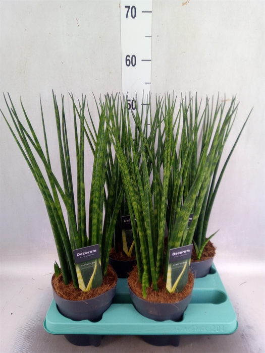 <h4>Sansevieria  'Fernwood'</h4>