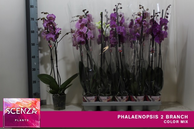 <h4>PHAL GEM 4 KL</h4>