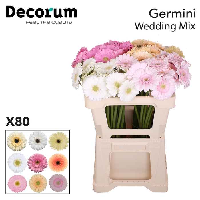 Germini Mix Wedding Water