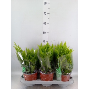 Nephrolepis exal. 'Green Moment'